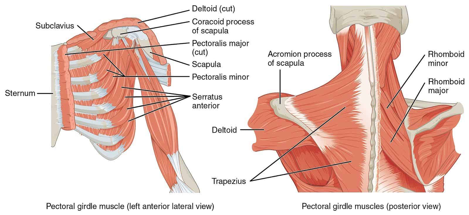 Shoulder Anatomy Diagram from Wikimedia Commons